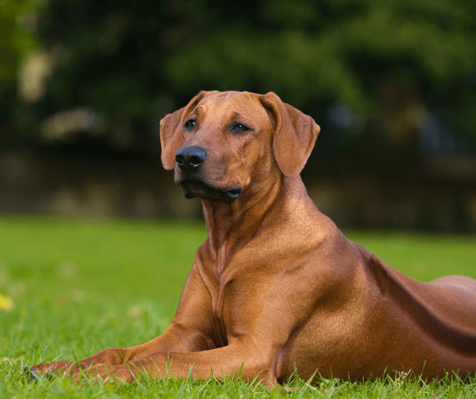 A Nutritional Guide for Rhodesian Ridgeback Dogs