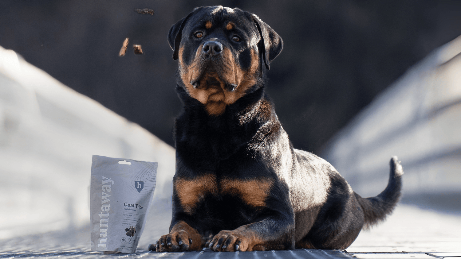Optimal Nutrition for Rottweilers: Fueling Strength, Health, and Vitality