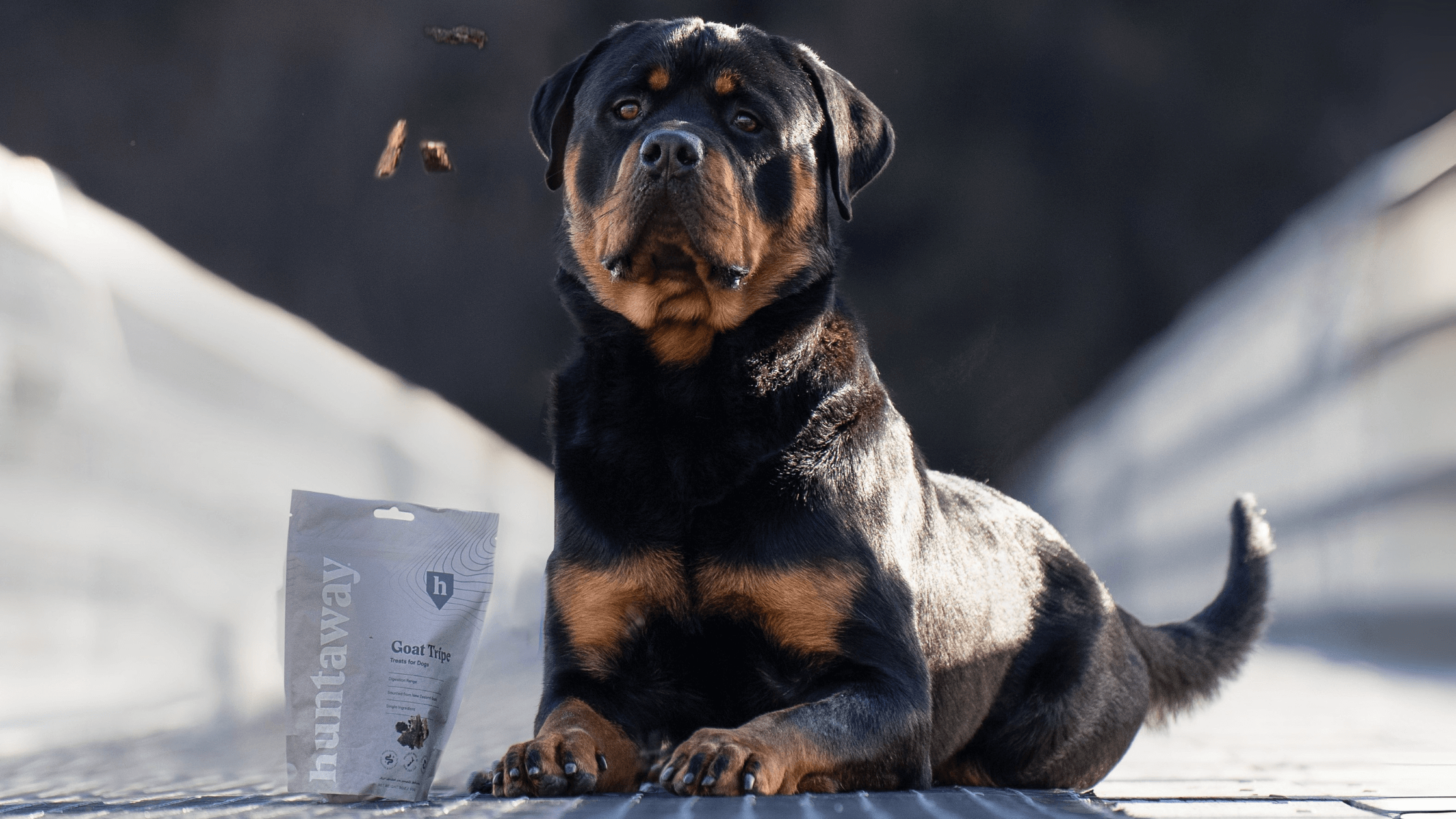 Optimal Nutrition for Rottweilers: Fueling Strength, Health, and Vitality