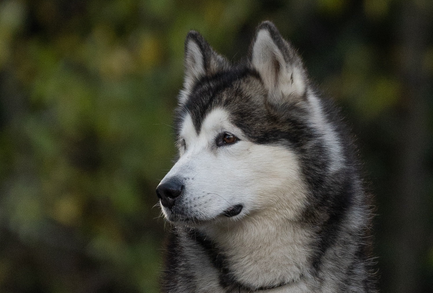 Optimal Nutrition for Alaskan Malamutes