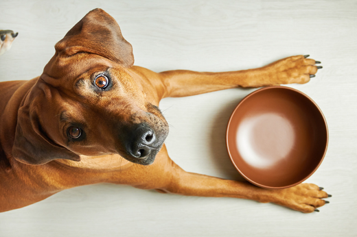 6 Reasons Why Your Dog Will Thrive on a High Protein Diet