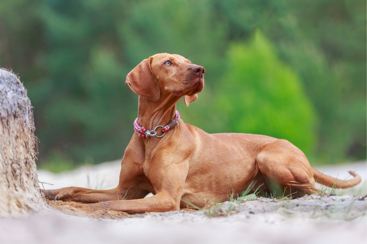 Vizsla close up outside.