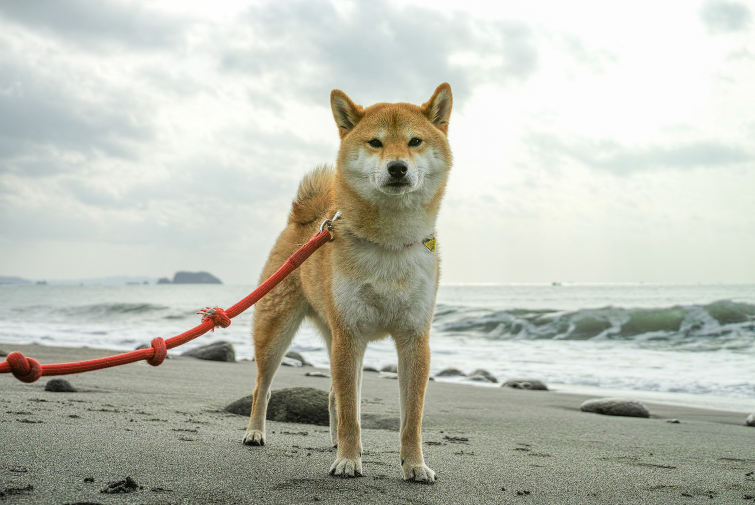 Shiba Inu on the beach.