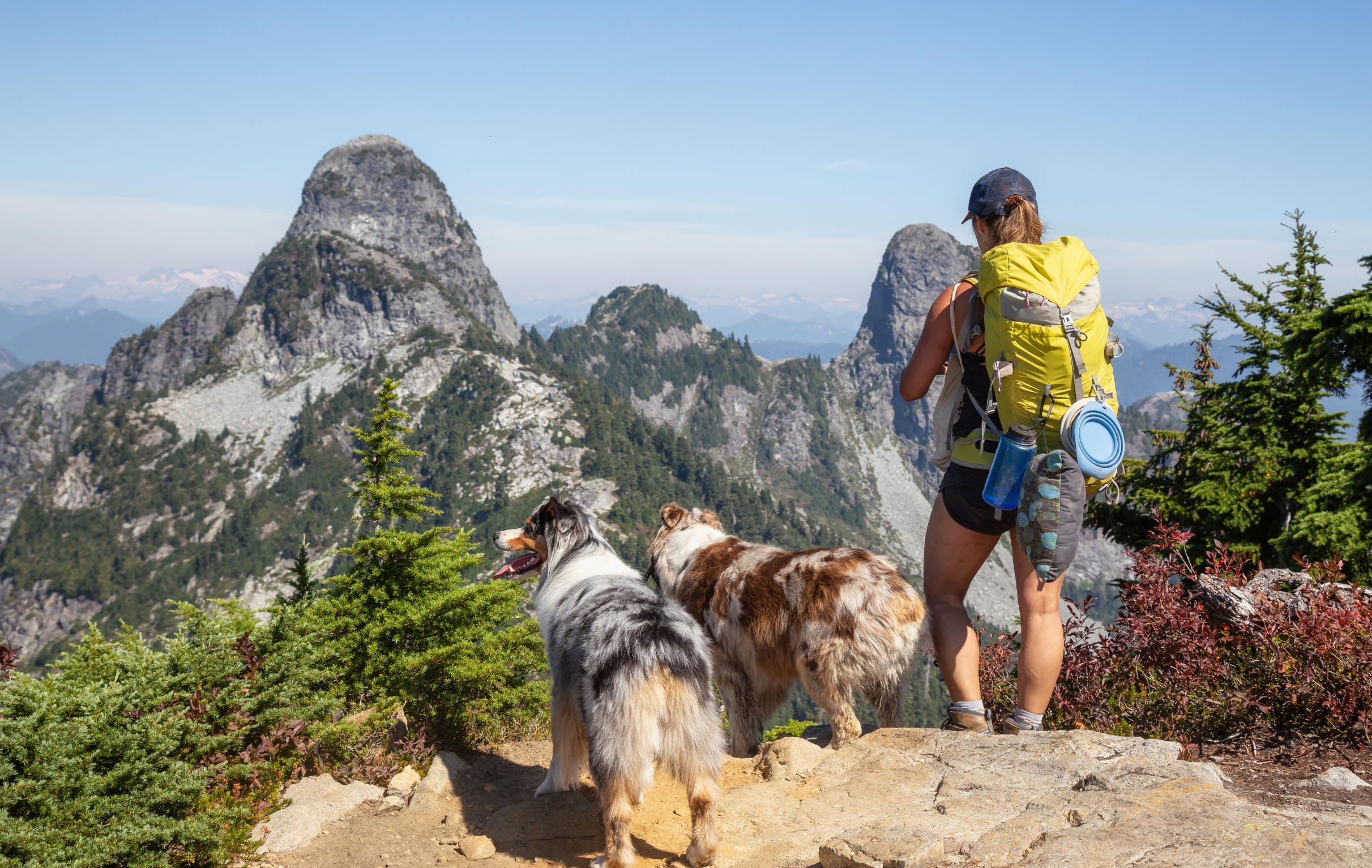 Dogs and owner hiking.