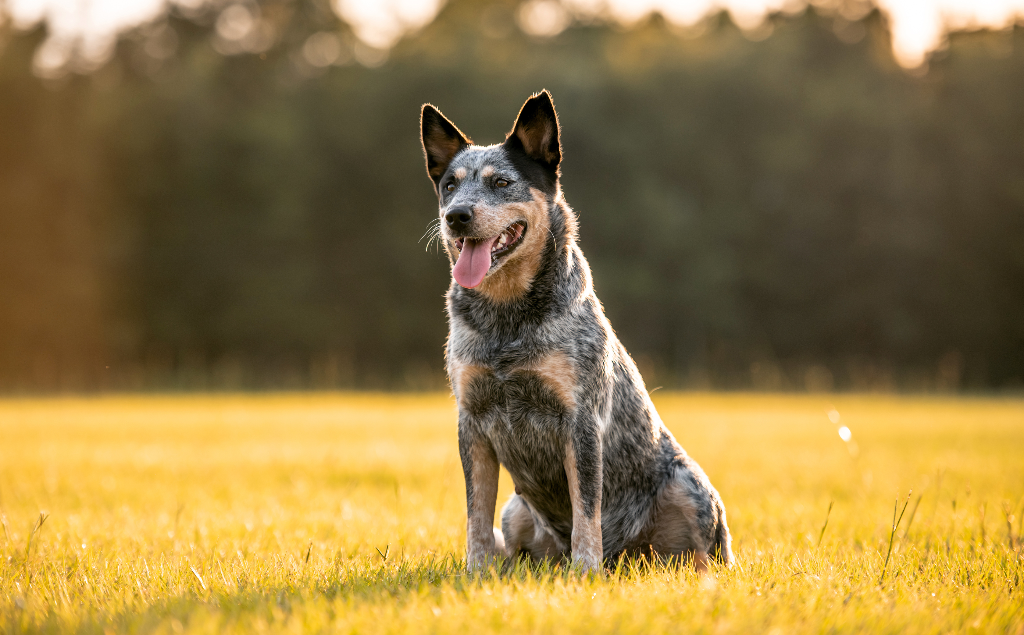 Nutrition Tips for Blue Heelers: Keeping Them Fit and Happy
