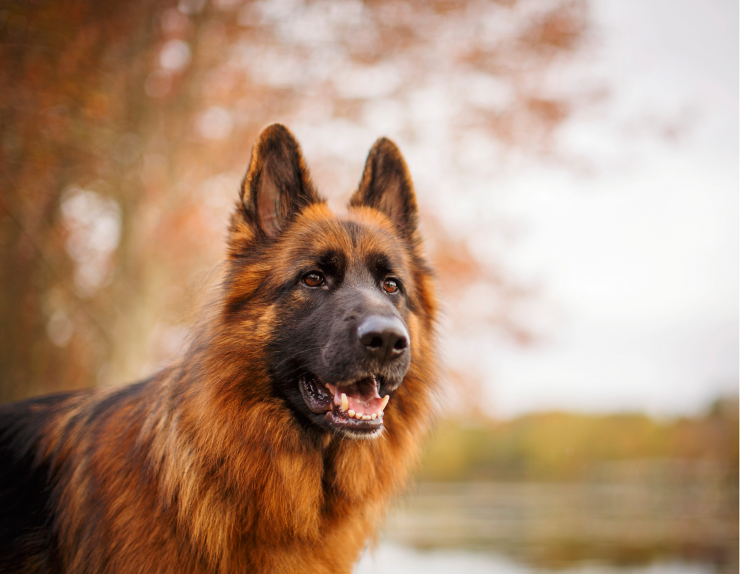 German Shepherd close up outside.