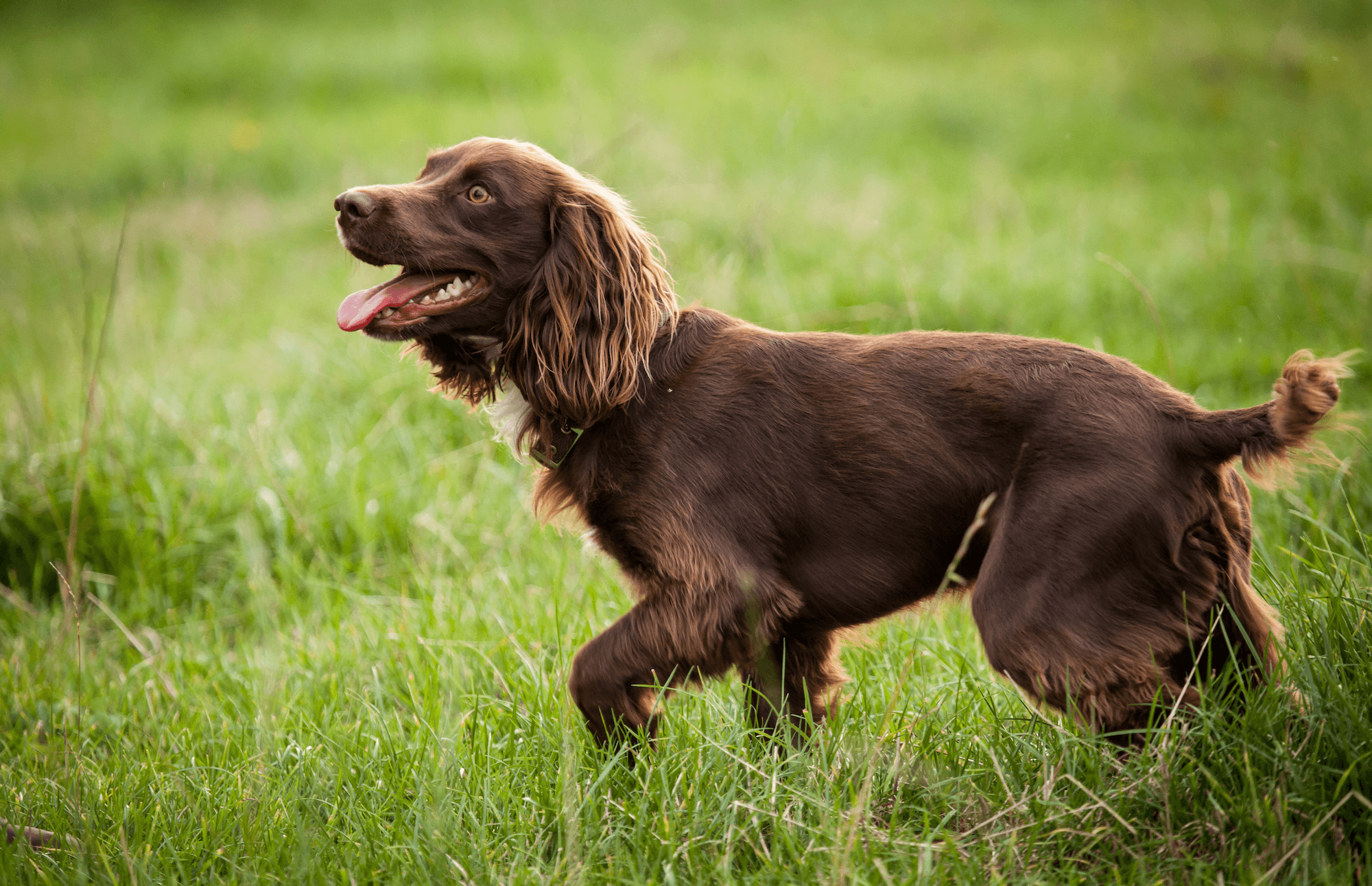 A Nutritional Guide for Spaniels