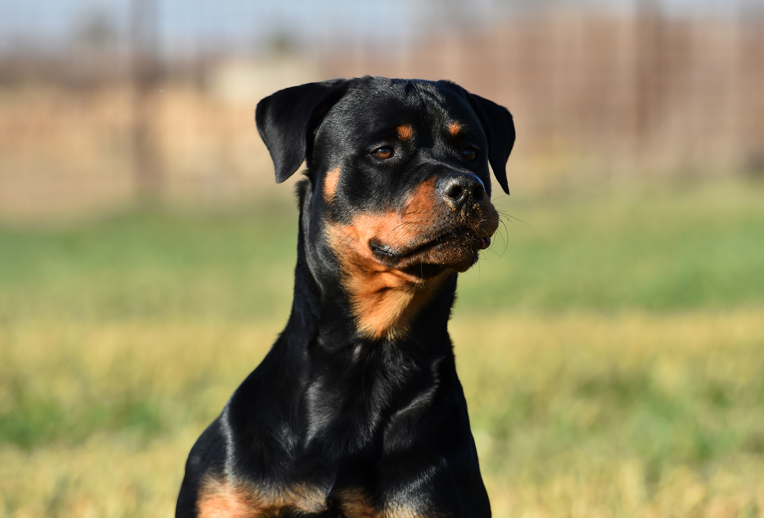Optimal Nutrition for Rottweilers: Fueling Strength, Health, and Vitality