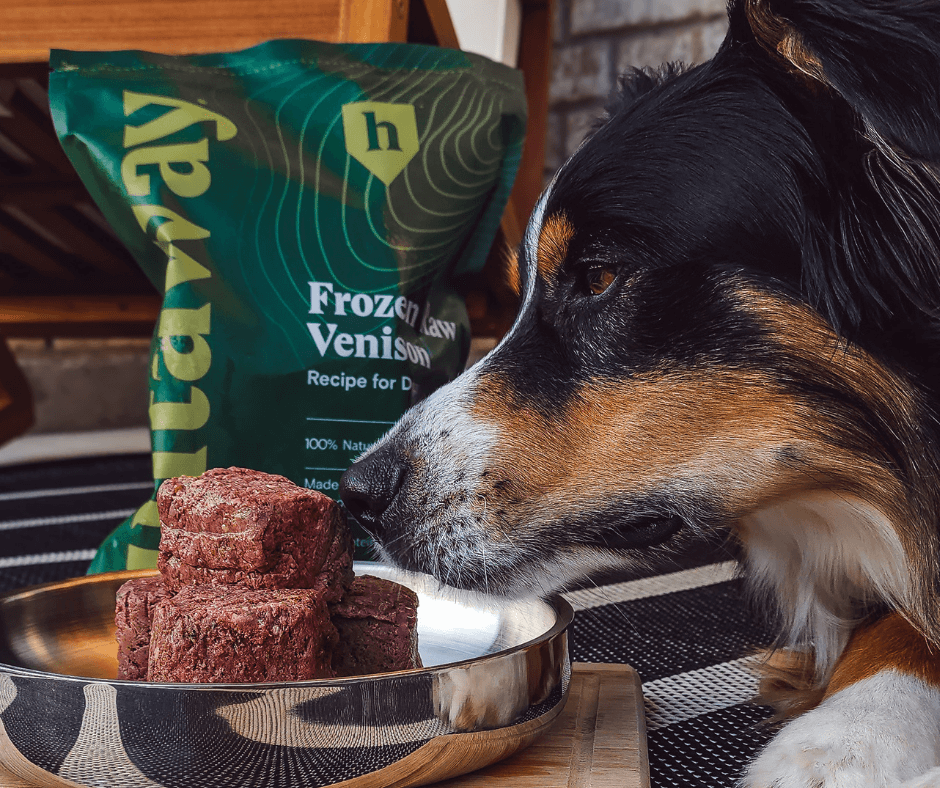 Five Ways a Venison Based Raw Diet Can Help Tackle Dog Obesity