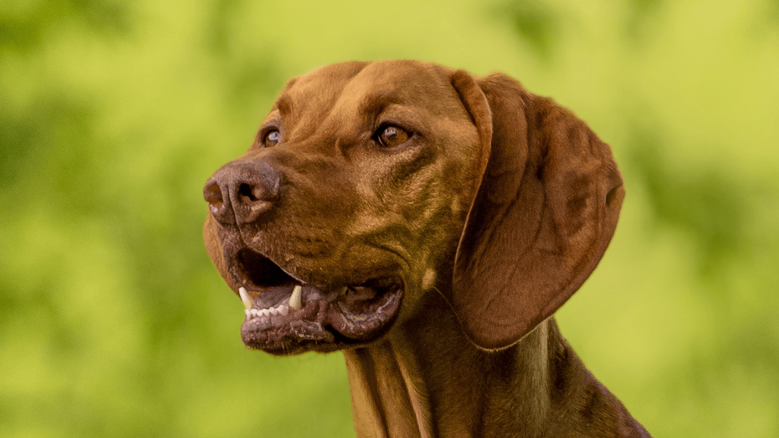 Raw Feeding for Vizslas: Fueling Your Energetic Companion with a Nutritious Diet