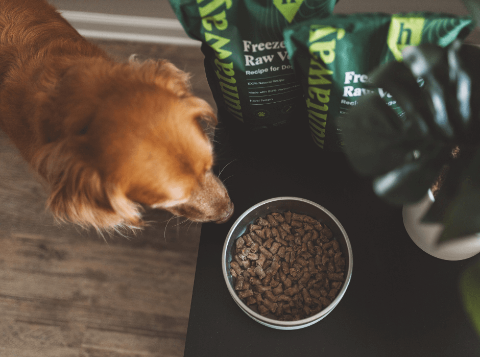 Why Are Raw Dog Food Diets a Good Choice?