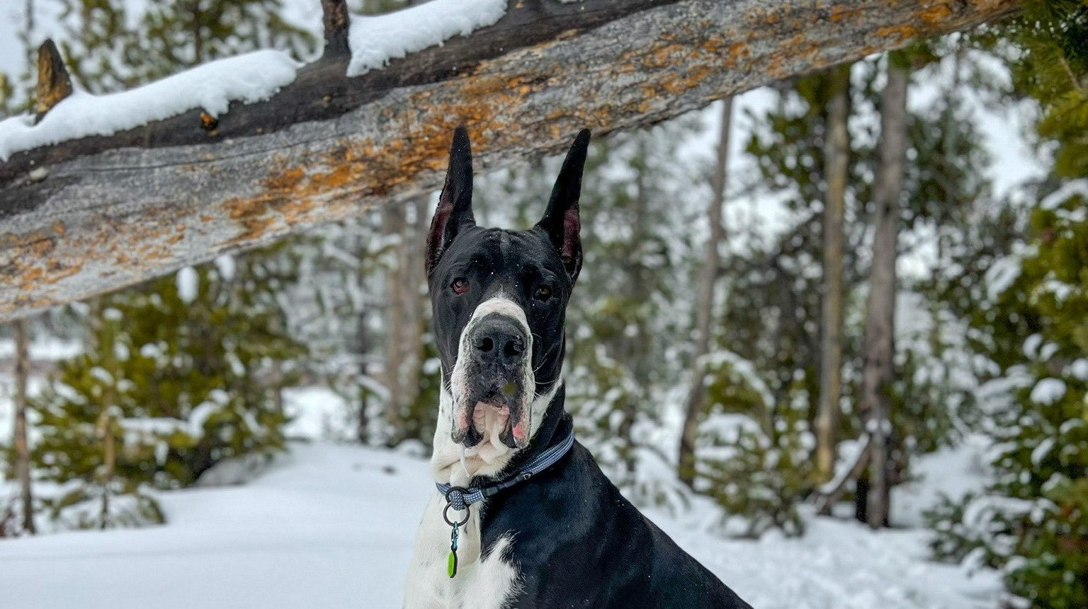 Great Dane in the snow sitting under a fallen tree, looking at the camera.