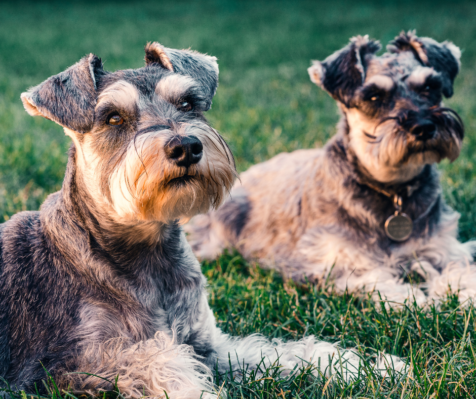 Schnauzers : A Guide to Optimal Nutrition