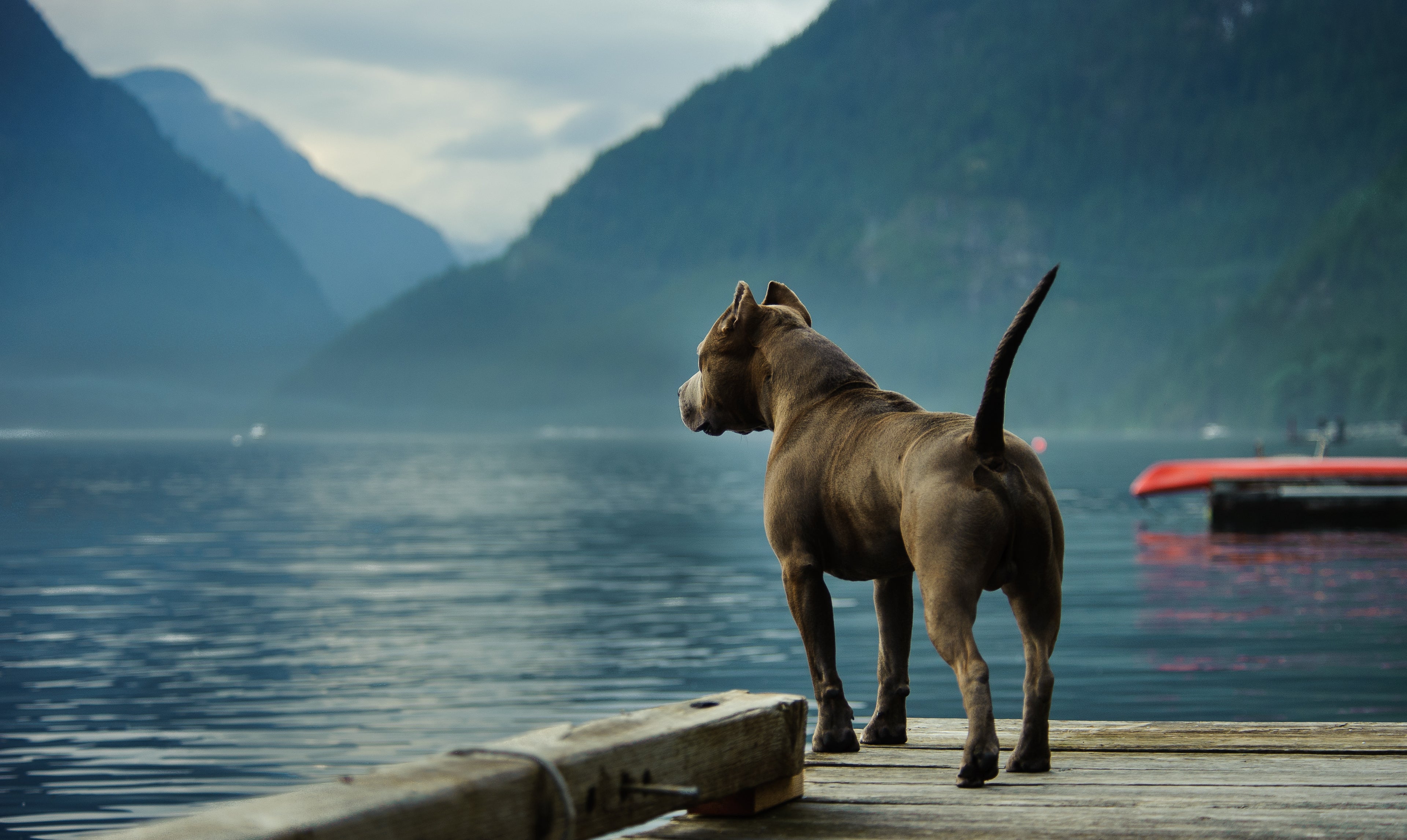 A medium size dog standing on a jetty, looking out over the water with mountains in the background