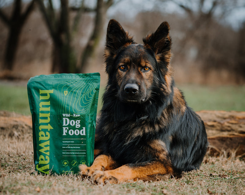 A large dog lying down on the grass in a forest with a bag of the wild raw dog food next to it