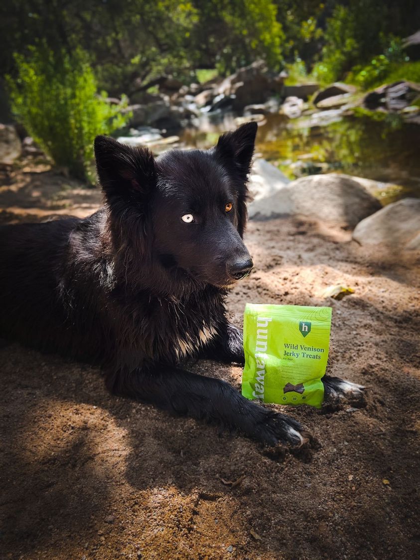 A medium sized dog lying in sand next to a stream with a bag of wild venison jerky treats between it's paws