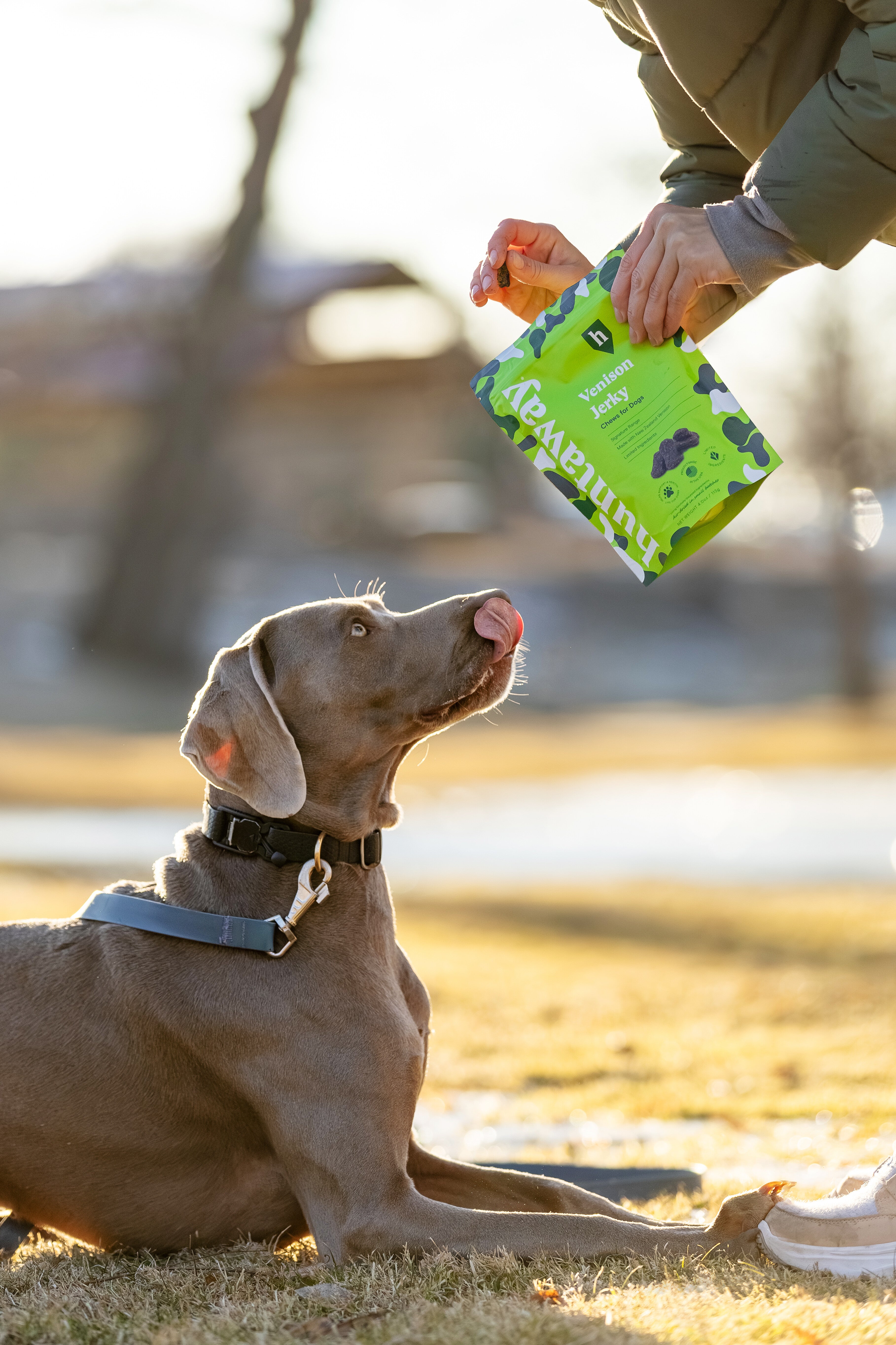 JoinBrands Feb 2025 Weimaraner waiting for treat (photographer - Dmytro Sheremet) original.jpg
