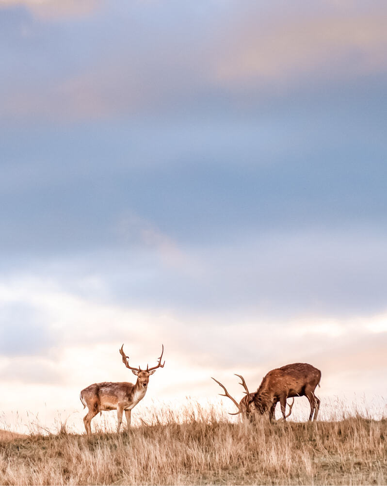 Two wild deer standing in the sun on the ridge of a hill in New Zealand