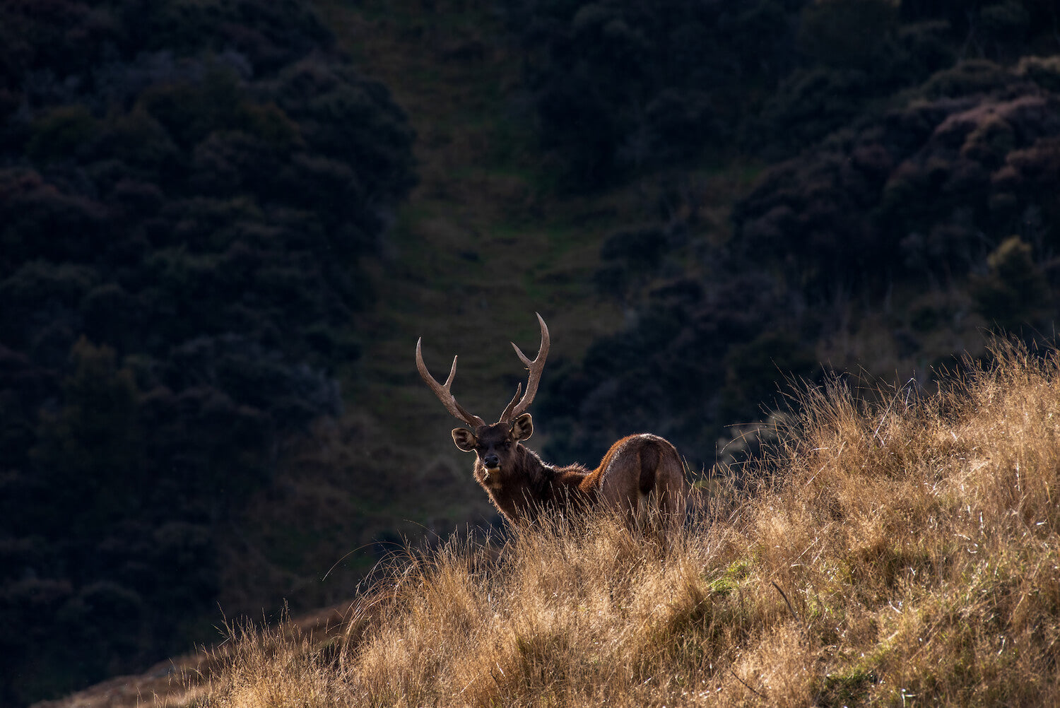 A wild deer standing on the hillside in the long grass in the sun