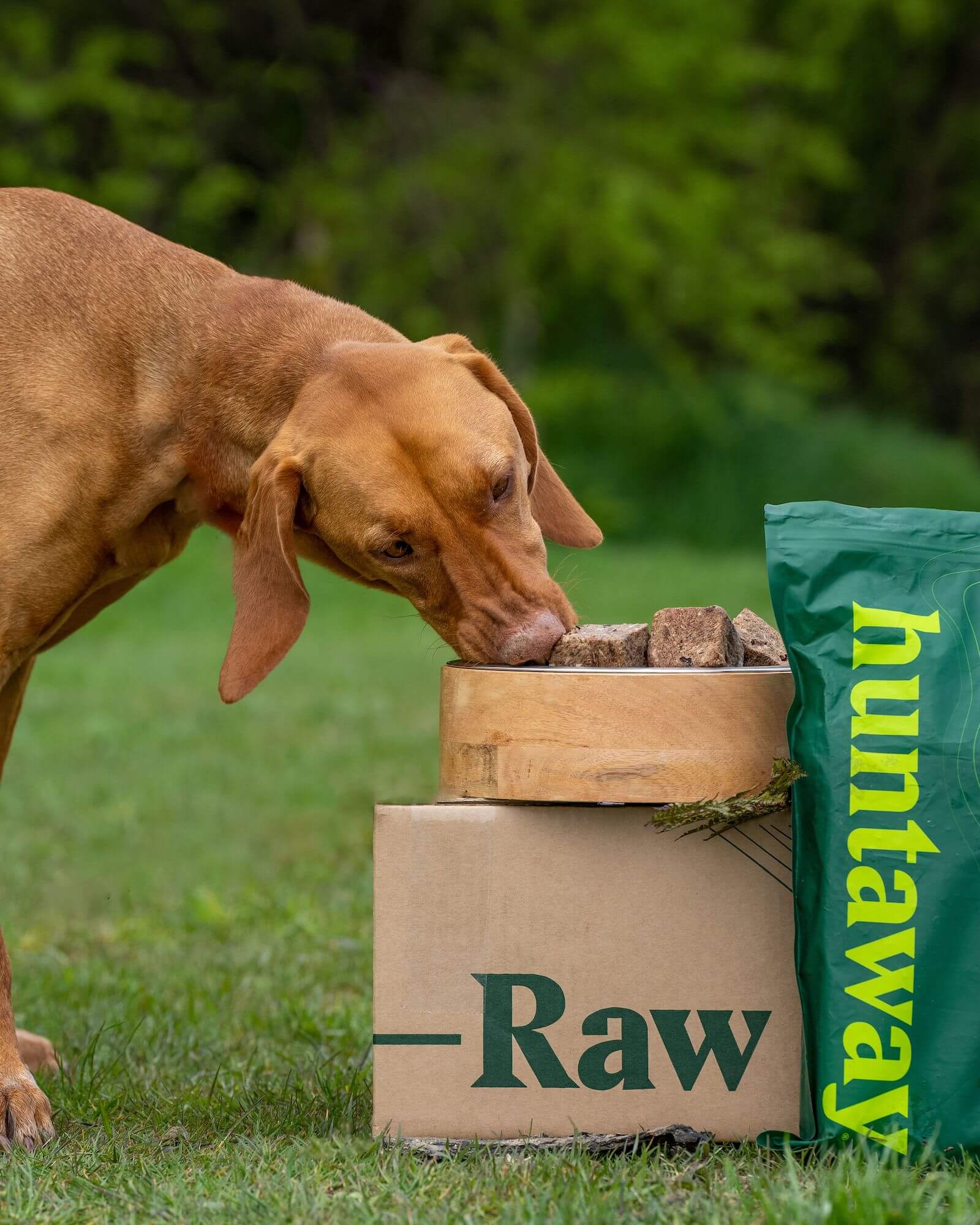 A large dog eating a cube of wild raw venison dog food which is sitting on a box of venison dog food, a bag of the raw dog food