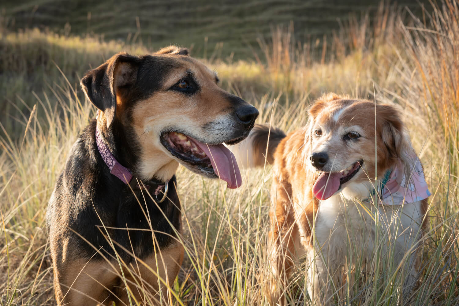 Two medium sized dogs panting, standing in the long grass on a hill in the sun