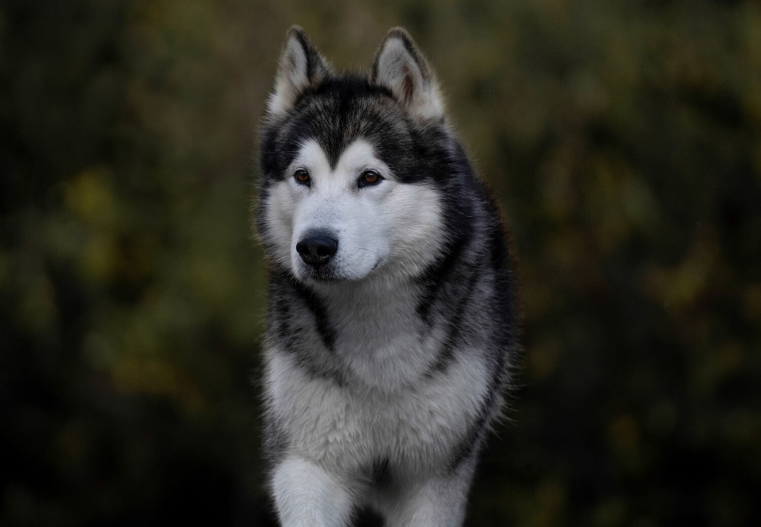 A medium sized husky looking away from the camera with a blurred forest in the background