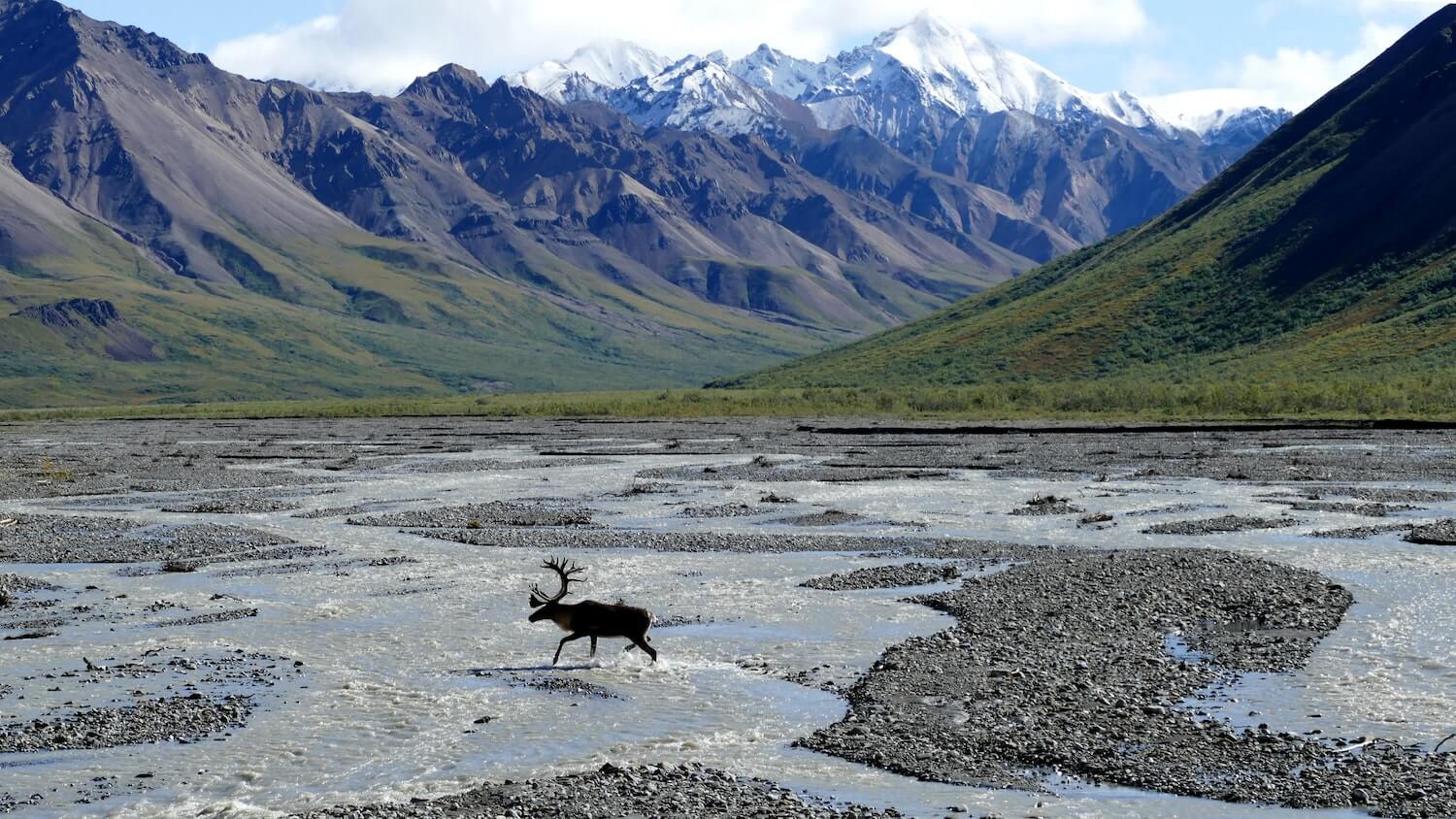 A stag with large antlers crossing a wide, shallow stream in a valley with snowy mountains in the background